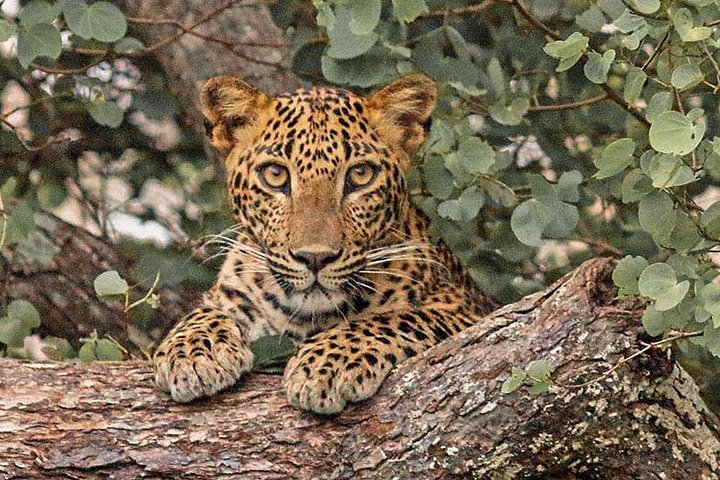 Lunugamvehera National Park Entrance Ticket with Private Safari - Photo 1 of 5